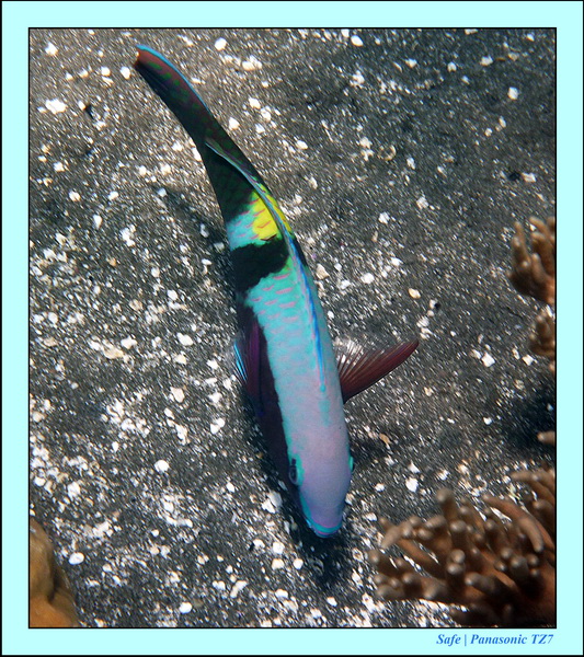 2012 - 07 - Dauin Sanctuary 25